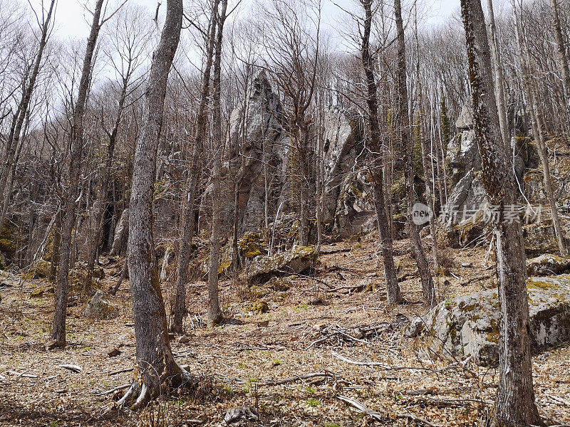 托斯卡纳的阿米亚塔山上的山毛榉树林和巨石