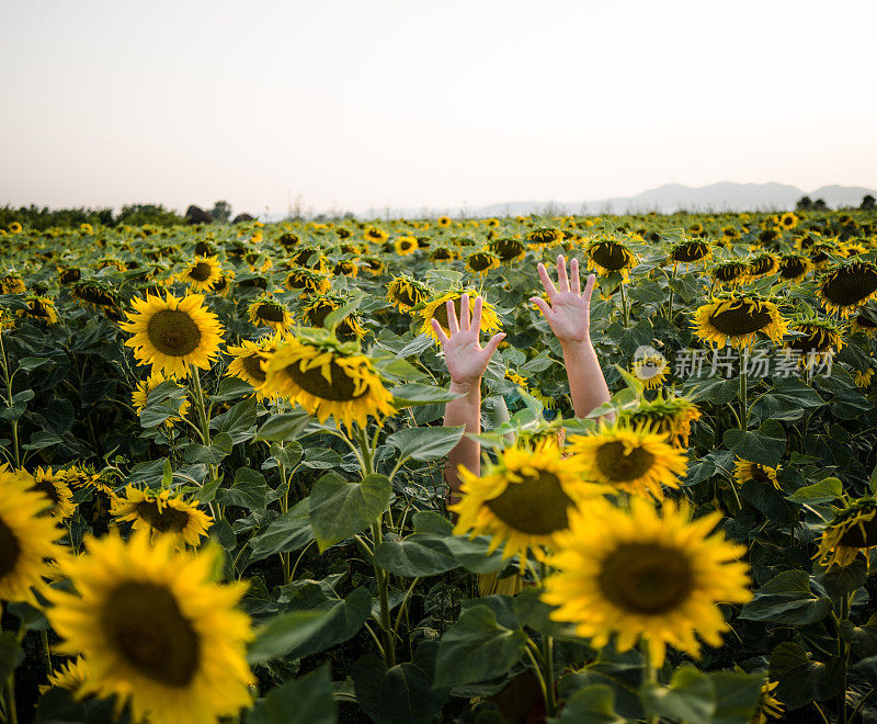 夕阳下迷失在向日葵地里