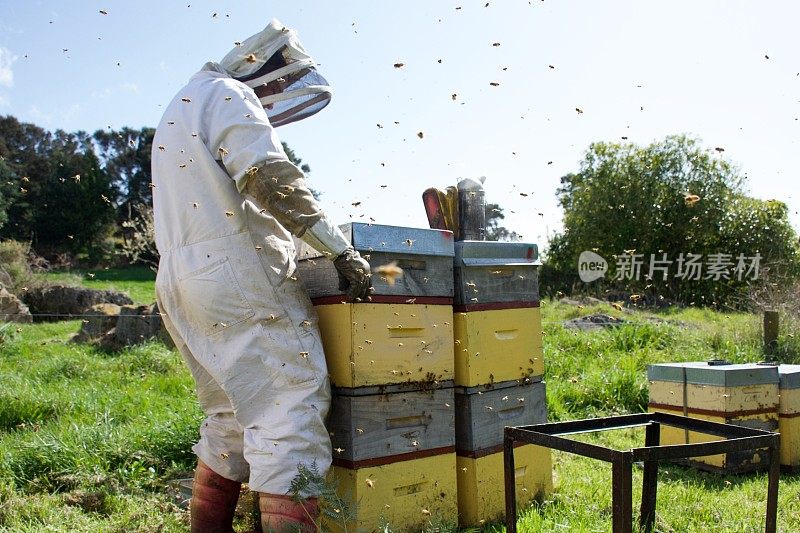 养蜂人在春天工作蜂巢