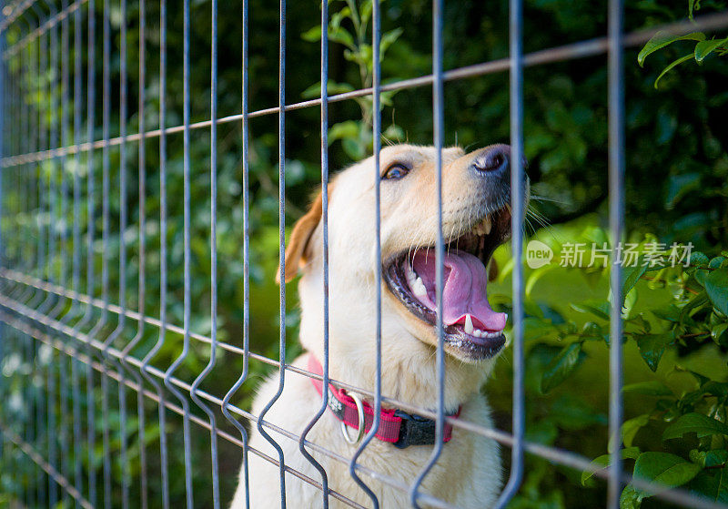 拉布拉多寻回犬被困在铁丝网后面