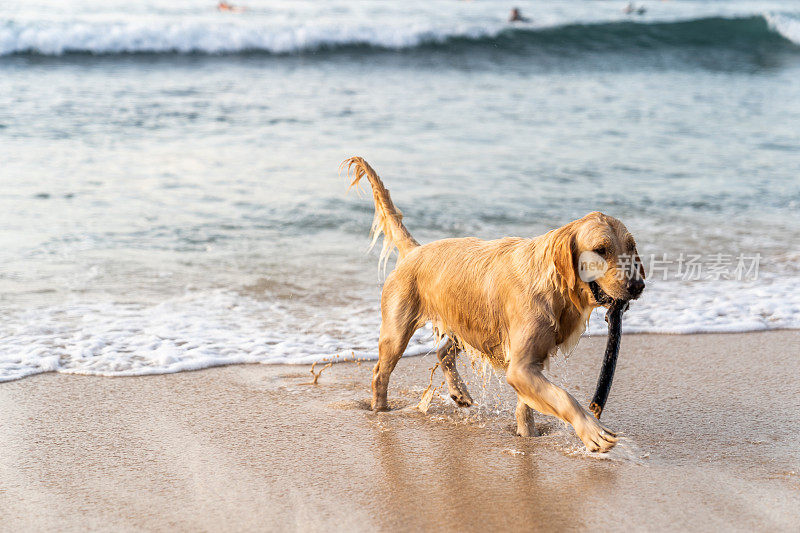 湿漉漉、兴高采烈的姜狗从海里出来，手里拿着一根棍子。