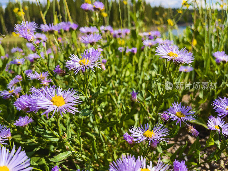 紫金山野花自然写真系列