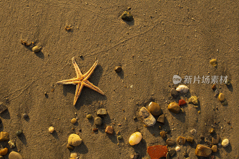 海滩上的海星和防晒霜