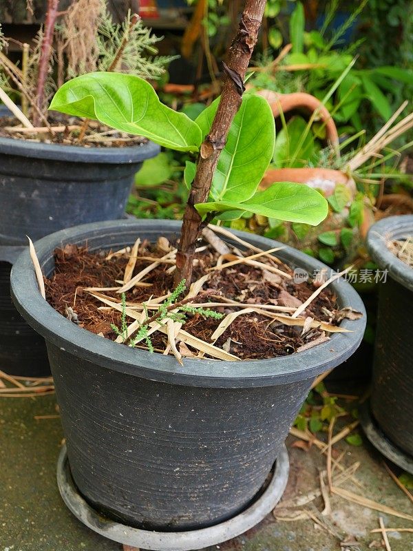 榕树在花盆中的植物