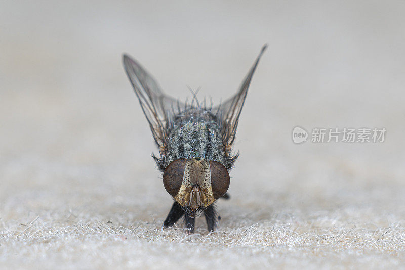 肮脏的普通家蝇从侧面观察，家蝇，在白色上分离。苍蝇的微距镜头。住的房子飞
