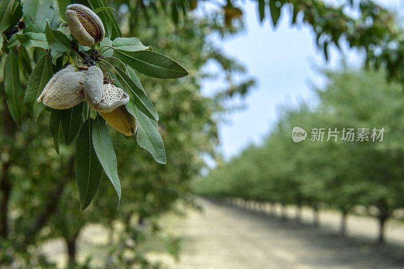 特写成熟的杏仁与一排排的背景树