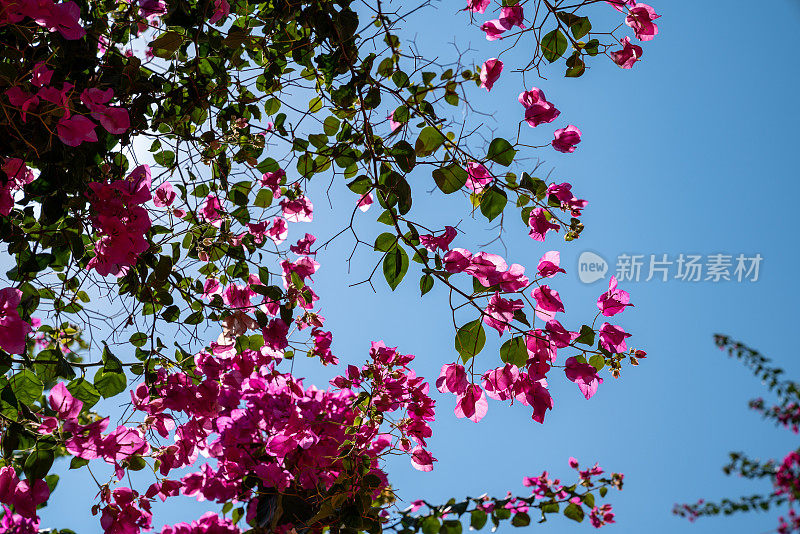 蓝色天空上的紫色九重葛花