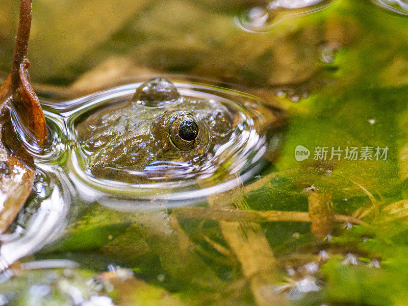 青蛙在池塘里