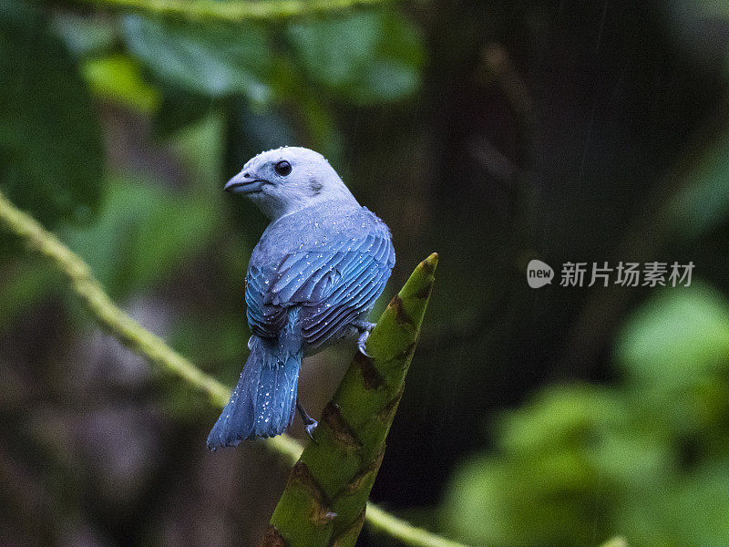 雨中的蓝灰色唐纳吉尔