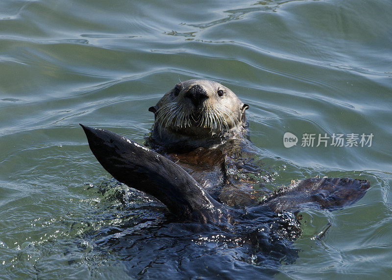 野生海獭在它背上漂浮的特写