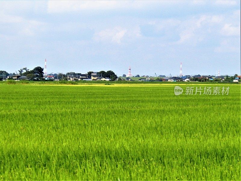 日本。九月中旬阳光明媚的一天。关东地区的稻田。