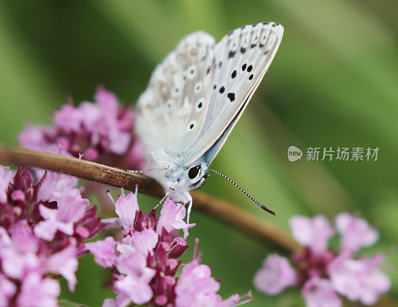 白垩蓝蝴蝶(多毛蝶)雄性