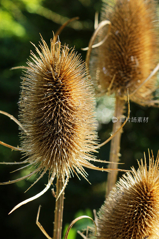 在阳光明媚的秋天，后花园常见断续(续断续)种子头的特写图像，聚焦前景