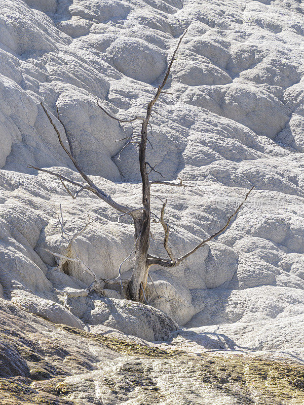 猛犸温泉在怀俄明州黄石公园形成死树