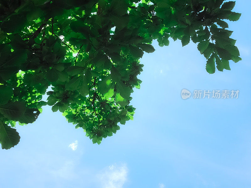 天空和绿叶背景。阳光明媚的夏天