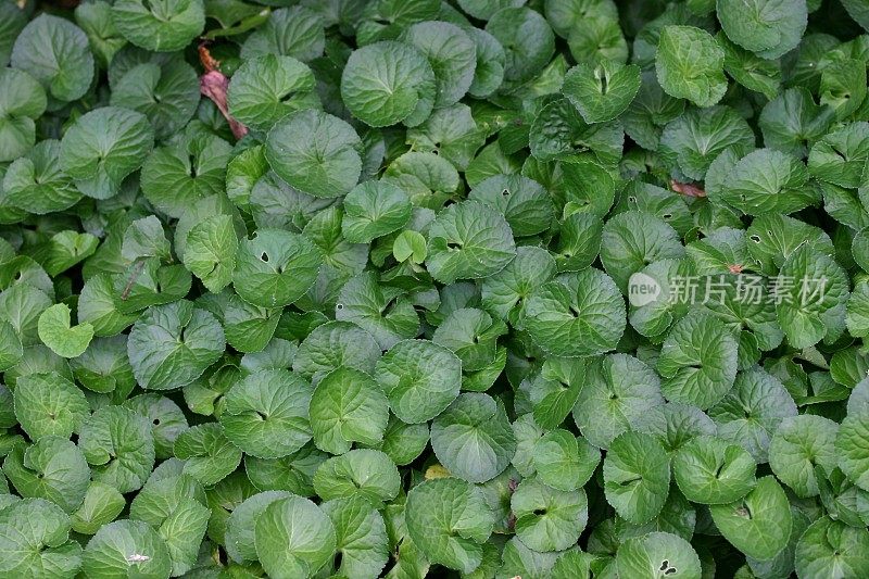 多叶地被植物-香堇菜