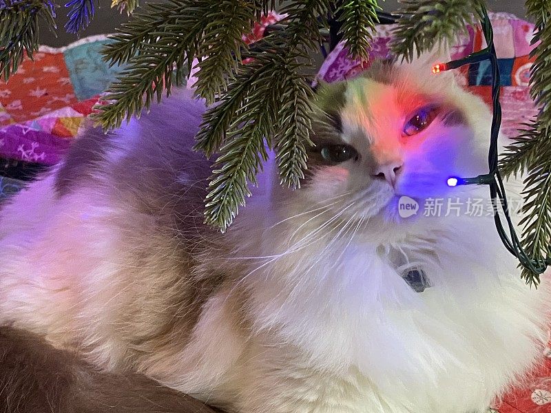 猫在圣诞树下，彩灯在脸上闪烁