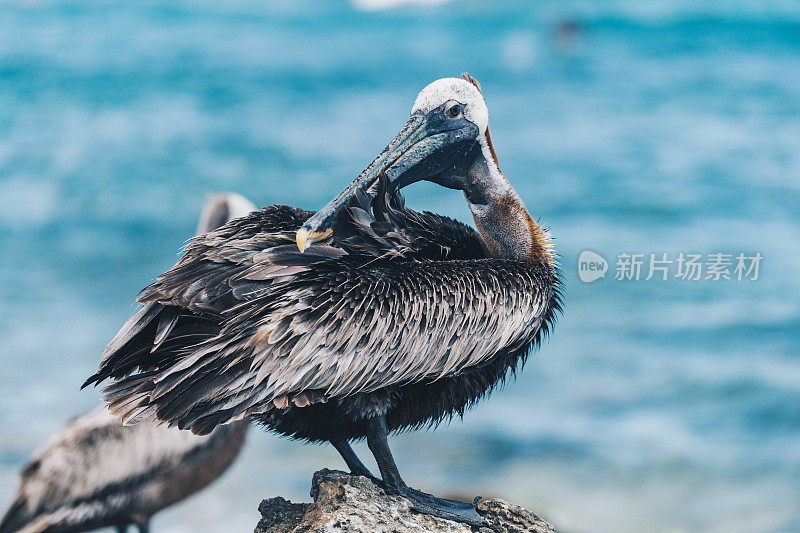 在岩石海岸线上的棕色鹈鹕(西鹈鹕)