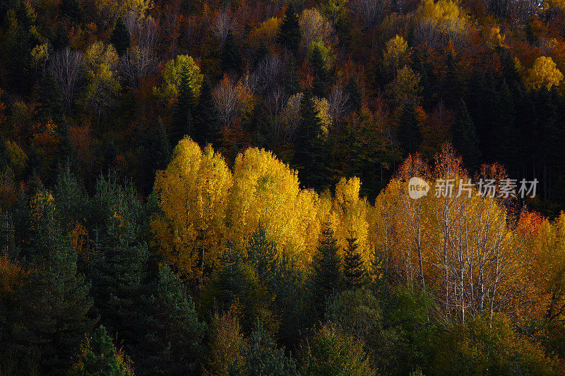 土耳其卡斯塔莫努森林的秋景