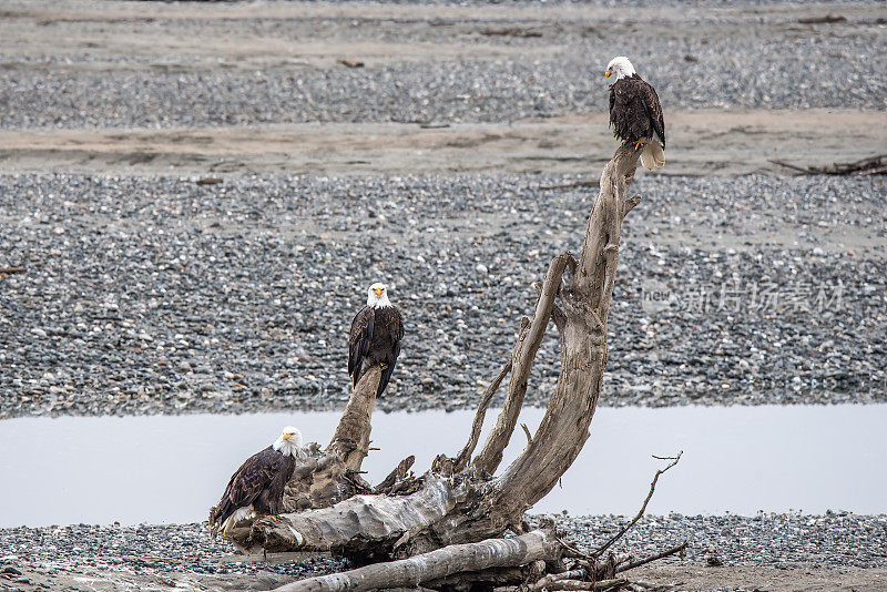 三只秃鹰栖息在河床上的旧木头上