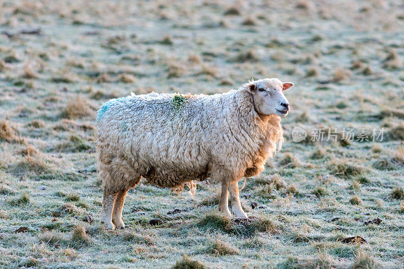 田野里的羊，英格兰，英国