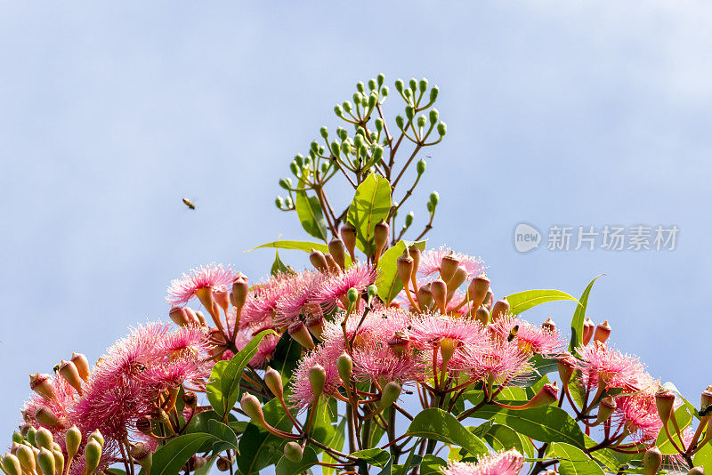 虫子和蜜蜂享受美丽的桉树花，背景与复制空间