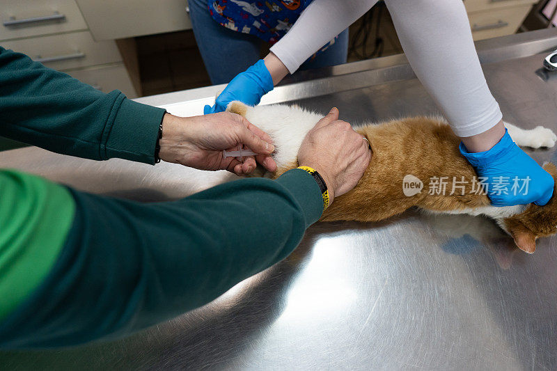兽医给猫注射疫苗