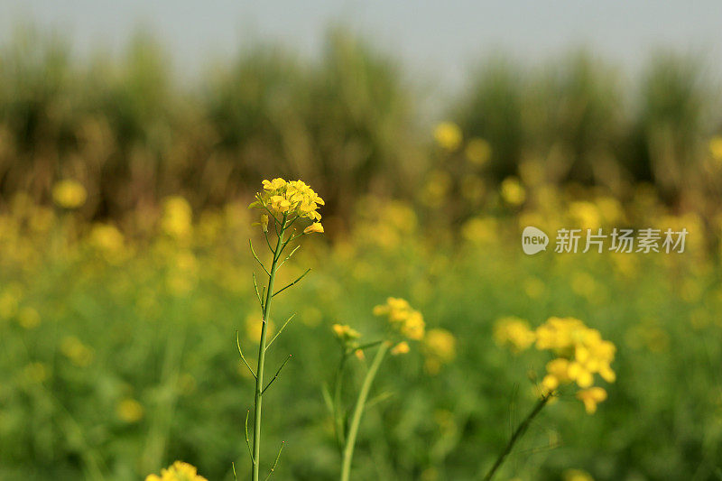 农业领域的芥菜植物