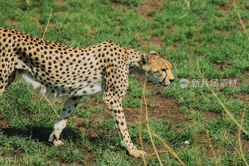 坦桑尼亚塞伦盖蒂国家公园，猎豹在风景优美的草原景观中漫步