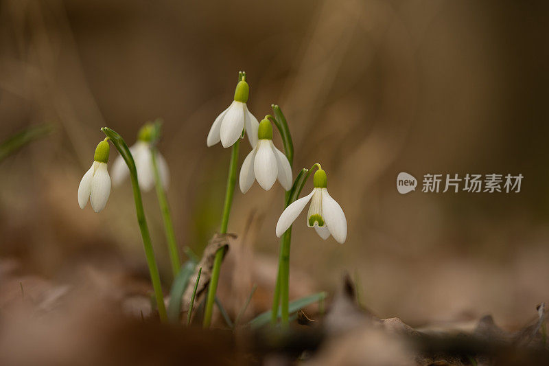 雪花莲的特写，浅焦点