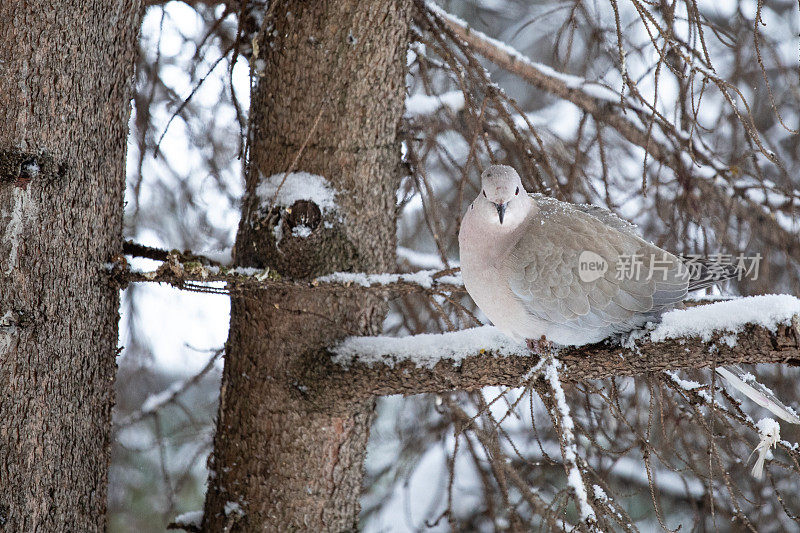 冻僵的鸟站在树枝上