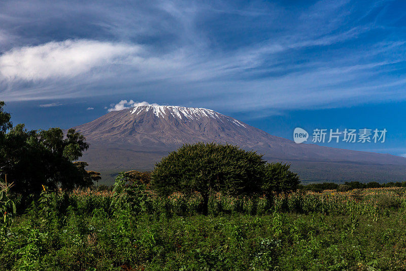 乞力马扎罗山，刺槐树和玉米地