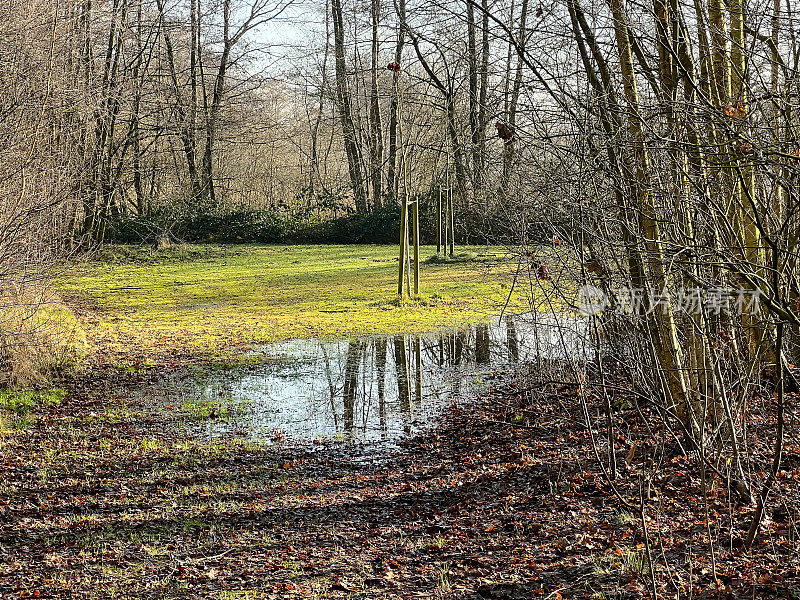 冬天的时候，树林之间有一滩水。