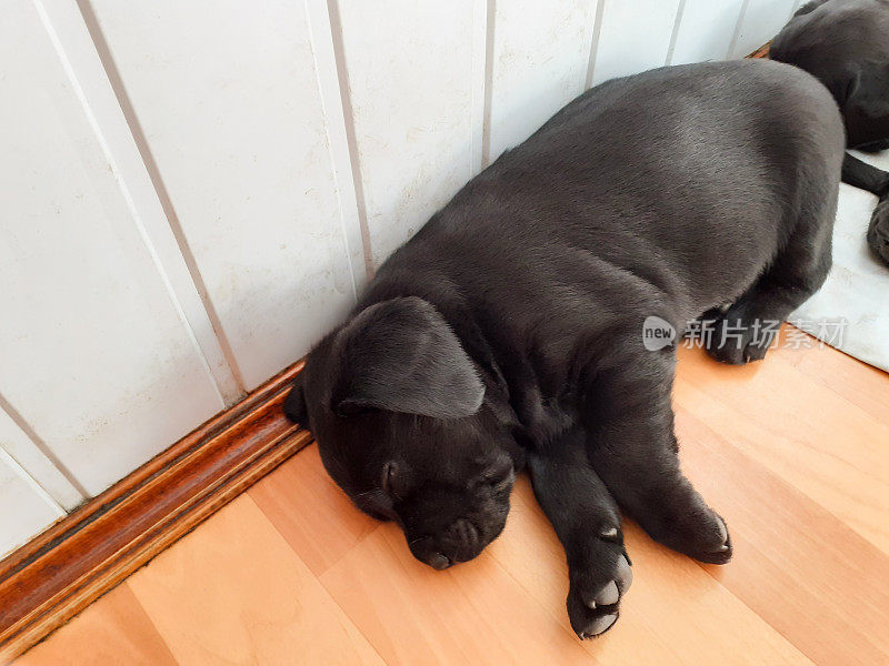 拉布拉多寻回犬幼犬在哺乳后睡觉