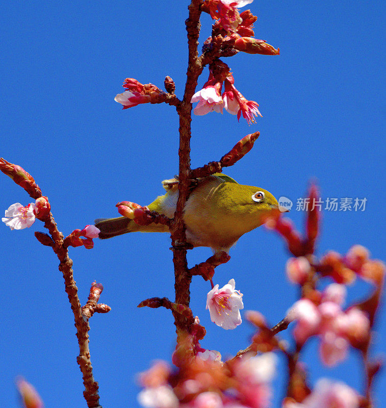 樱花和日本白眼