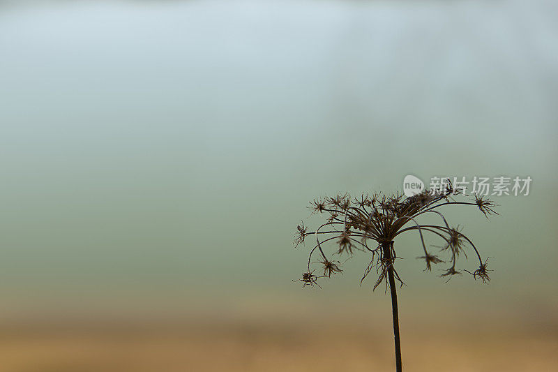 清晨干枯寂寞野花的剪影