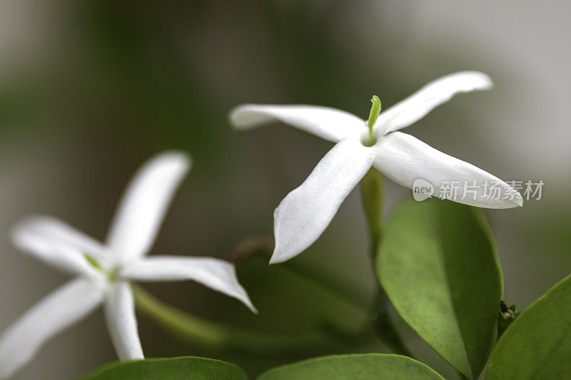 茉莉花