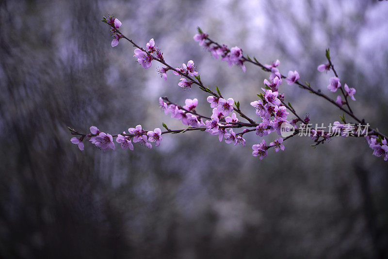 紫色的花