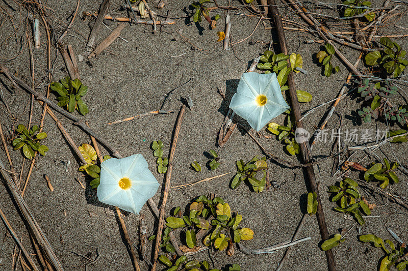 沙滩上两朵白花，五角形