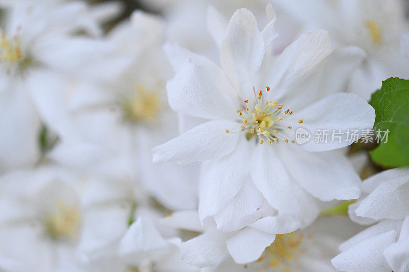 白色的花朵