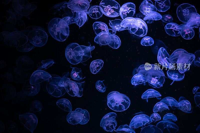 美丽的光反射在水母在水族馆。