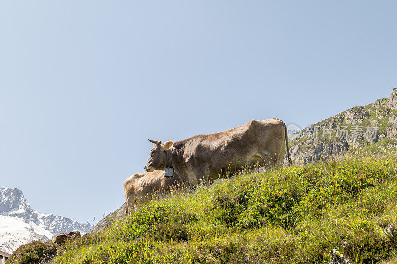 瑞士，一群在牧场上吃草的牛