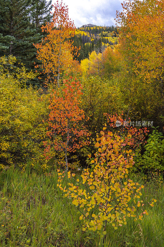 科罗拉多州落基山脉的秋色