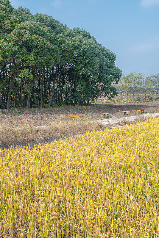 麦田