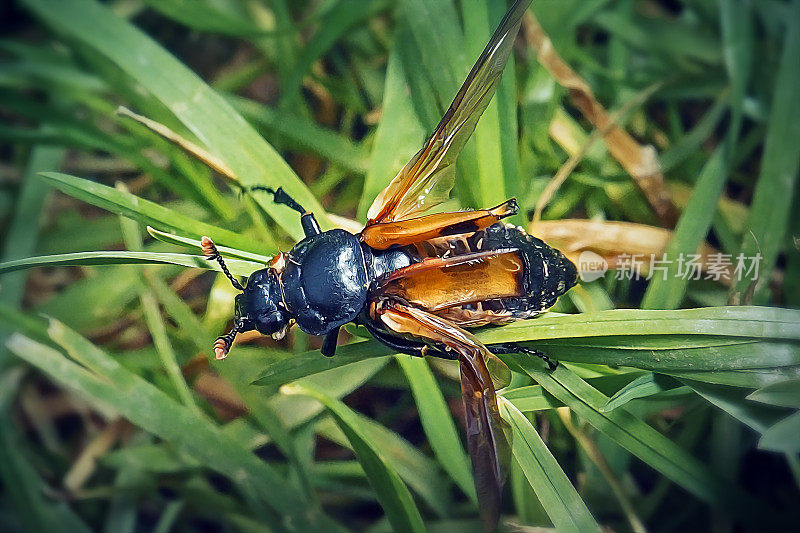 小蠹虫埋藏甲虫昆虫展翅