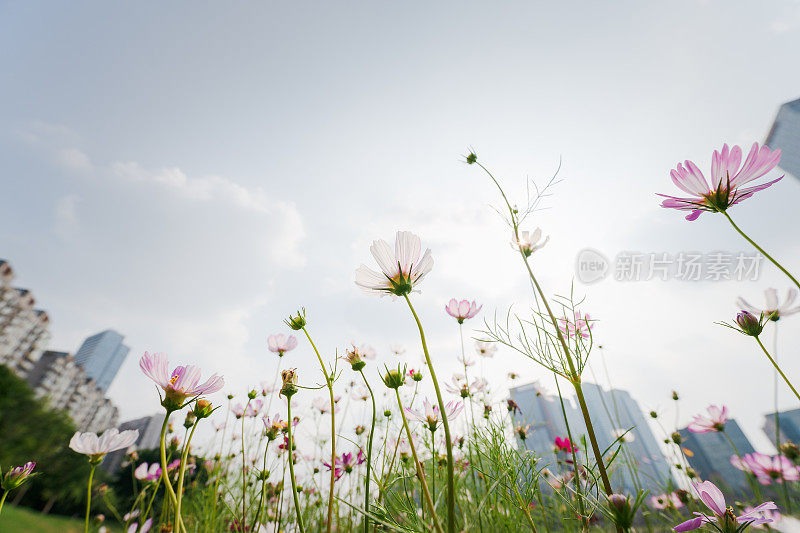 阳光明媚的花朵