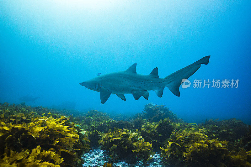 灰护士鲨鱼在海藻上方的超海洋清澈的蓝色海水中游泳