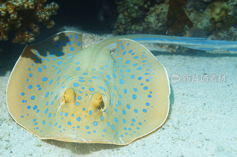蓝斑黄貂鱼水下海洋生物珊瑚礁水下照片水肺潜水员的观点