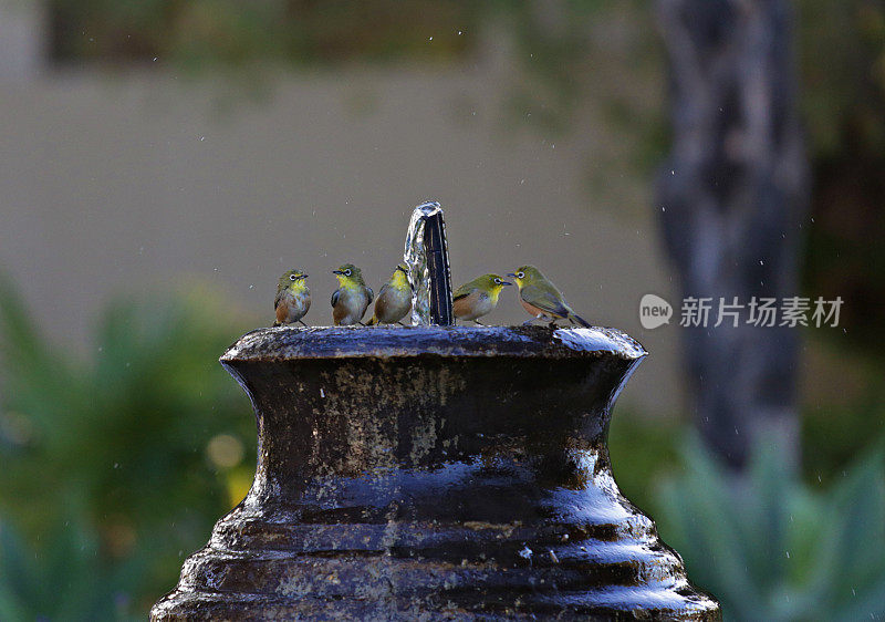 饮水喷泉旁的鸟