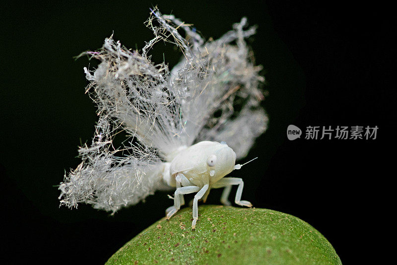 蚜虫对动植物昆虫行为的影响。